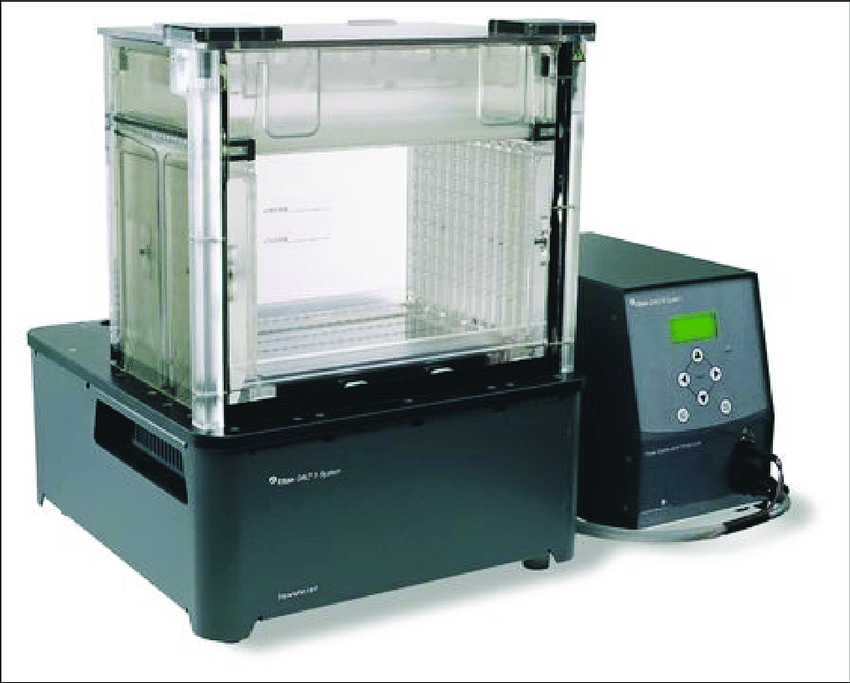 electrophorese electrophorese