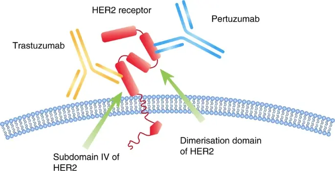 tratamiento con trastuzumab, pertuzumab, T-DM1.