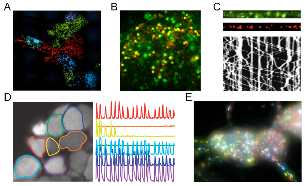 Examples of alpha herpesvirus research using fluorescent proteins and biosensors. (A) Three pseudorabies virus (PRV) strains expressing mCherry (red), enhanced yellow fluorescent protein (EYFP; depicted in green), or mCerulean (cyan) segregate to produce single-color plaques after spread from neurons [35]; (B) PRV expressing pHluorin, a pH sensitive FP biosensor (green), and mRFP1 fused to viral capsid protein VP26 (red), reveals the exocytosis of single virus particles [36]; (C) PRV expressing mRFP1 fused to viral capsid protein VP26 (red) co-transport with mCitrine-tagged kinesin-3 microtubule motors (green) in neuronal axons. Kymograph reveals movement of individual virus particles over time [37]; (D) PRV expressing GCaMP3, a Ca2+ biosensor, reveals synchronized firing of infected neurons in vivo [31]; (E) An explanted peripheral nervous system ganglion infected with a mixture of three PRV strains expressing mCherry (red), EYFP (green), or mCerulean (cyan) [38]. All images are reproduced with permission of original authors.