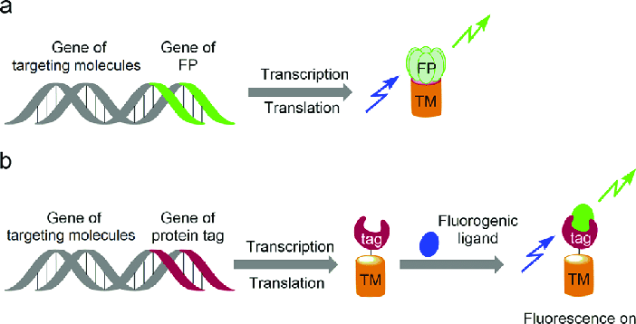 (a) Fluorescent protein-based reporters and (b) fluorogen-based reporters for fluorescence imaging, TM: targeting molecules.