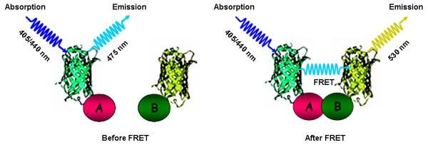 FRET between cyan fluorescent protein (CFP) as a donor fused to protein A and yellow fluorescent protein (YFP) fused as an acceptor to protein B. Under favorable spatial and angular conditions, interaction between A and B causes a decrease in the intensity of donor (CFP) fluorescence concomitant with an increase in acceptor (YFP) fluorescence. CFP and YFP are depicted as cyan and yellow ribbon models fused to putative interacting proteins A and B, respectively (Bhat et al., 2006).