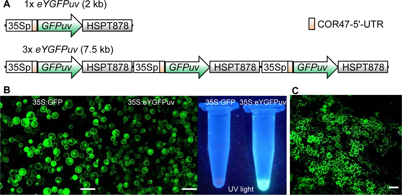 A Illustration of 1x eYGFPuv and 3x eYGFPuv. B Visualization of GFP-expression of 35S:GFP and 35S:eYGFPuv in Arabidopsis protoplasts under fluorescence microscope and UV light, respectively (Scale bar, 100 μm). C Visualization of eYGFPuv expression of 35S:eYGFPuv under fluorescence microscope, three-day post tobacco (N. benthamiana) leaf infiltration (Scale bar, 50 μm)
