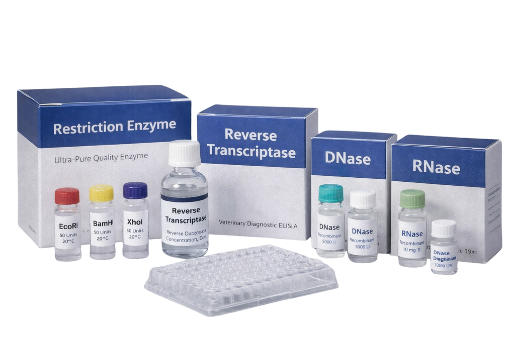 Recombinant Trypsin