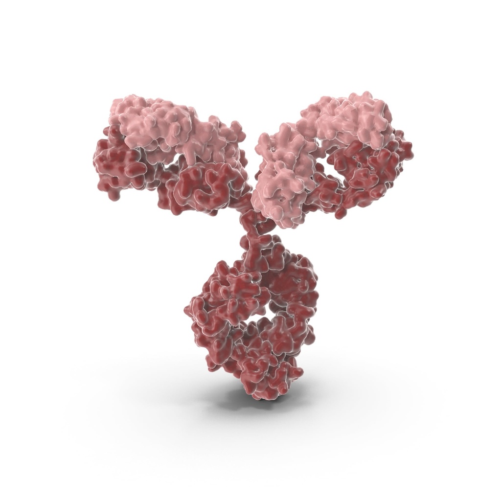 AADACL2 Antibody   