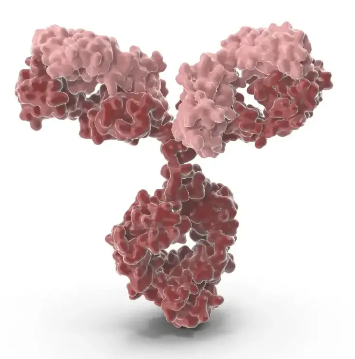 AAP1 Antibody  HRP conjugated   