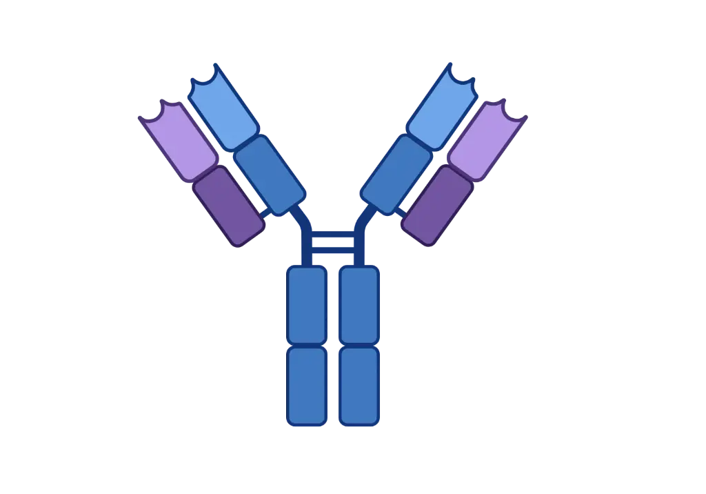 AHSG Antibody  HRP conjugated   