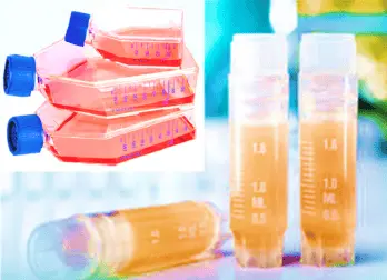 Human Thymic Epithelial Cells