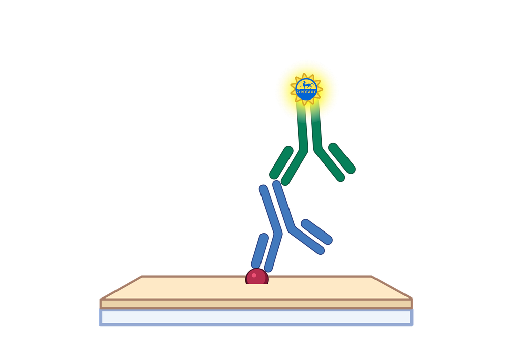 A2M ELISA, Mouse