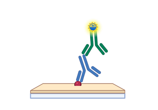 [GEN - F3106T-3] Free Triiodothyronine (fT3) ELISA